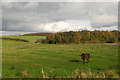 NZ2378 : Horse in field near Plessey Hall Farm by Robin Webster