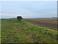 Hedge and field boundary 