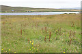 Rough grassland near Lyness