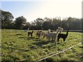 Field of Alpacas