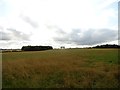 View across the fields south of Kimblesworth