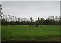 Grazing, Wentloog Levels