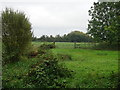 Grazing, Cherry Orchard Farm