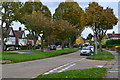 Trees in Harland Avenue