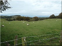 NY5147 : Sheep grazing east of Carrholme by Christine Johnstone