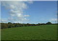 Grazing near Hollybush Farm