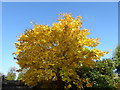 Autumn colours at Hall Place