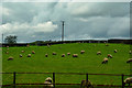SD5089 : Helsington : Grassy Field & Sheep by Lewis Clarke