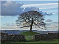 SK0755 : Tumulus and tree by Parsons Lane by Neil Theasby