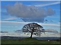 Lone tree on Grindon Moor, Staffordshire