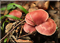 SX9150 : Fungi, Coleton Fishacre by Derek Harper