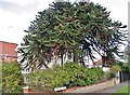 Monkey puzzle tree by the junction of Trafford and Cecil roads