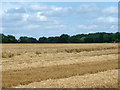 Partly harvested wheat