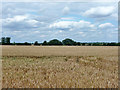 Wheat field west of Blackmore Road