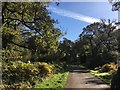 Path in Bookham Common