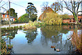 Ducks on the Pond