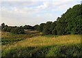 Fields by Staveley Lane