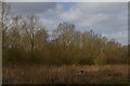 Stowmarket: damp woodland in the valley floor