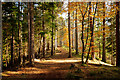 Path along the esker, Evanton Community Wood