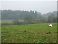 A cow on Bullhouse Lane