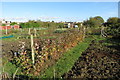 Allotments by the bridleway