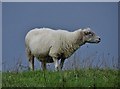 Sheep on a ridge north of Brown Hills Farm