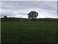 Grazing near Broad Farm