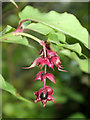 Pheasant berry, Chapel Hill Pleasure Grounds