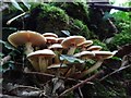 SO5718 : Fungi in a wood by Philip Halling
