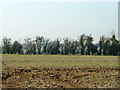 Field and hedgerow near Old Shaw