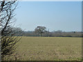 Field west of Paulk Hall Lane