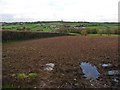 Muddy field on Quince Hill