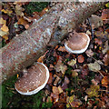NT4935 : Birch polypore fungi on Gala Hill by Walter Baxter