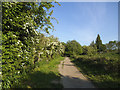 Towpath with hawthorns