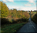 Autumn colours on the B3227 near Atherington