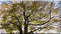 Autumn beech, Barton Road, Torre