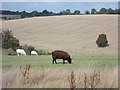 Grazing sheep near to Frithview Farm