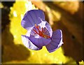 Autumn crocus (Colchicum autumnale) - flower