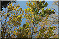 Autumn leaves, Barton Road, Torquay