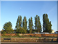 Five poplars in Castleford