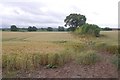 Wheat, Credenhill