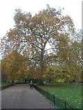 TQ2979 : Autumn colour, St James's Park by David Smith