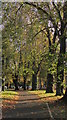 SX9164 : Trees, Upton Park, Torquay by Derek Harper