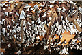 SX7440 : Goose barnacles at Wareham Point by Derek Harper
