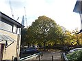 Autumn tree colour in the open space of Maiden Lane