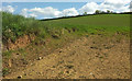 Hillside above Portford Cross #2