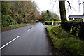 Large tree along Moylagh Road