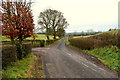 Trees along Rosaleen Road