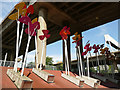 Petals under the flyover