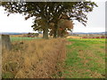 Fence and trees separating arable fields